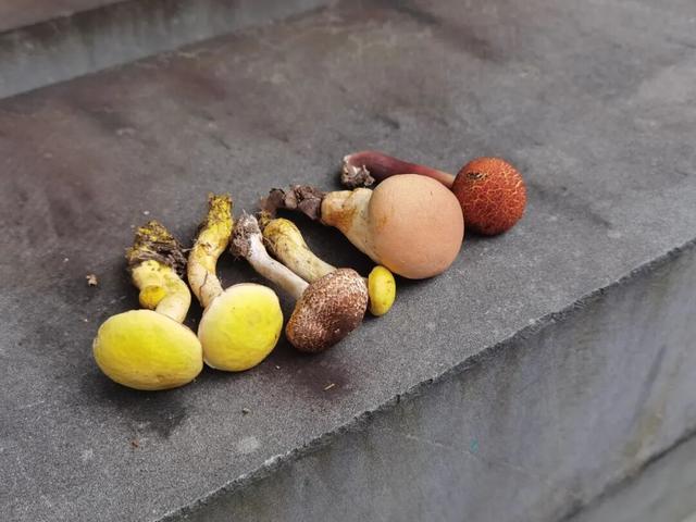 临安最香的桂花，在大梁山上