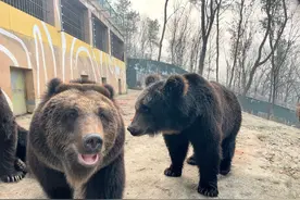 武汉野生动王国首例成功人工饲养的棕熊幼崽即将满月图片