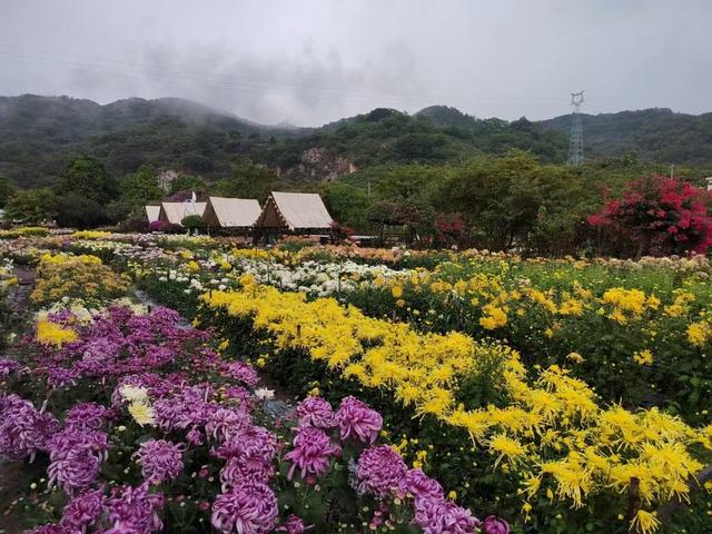 深化“通信+文旅”融合 中国电信以“满格信号”守护菊花展精彩时刻