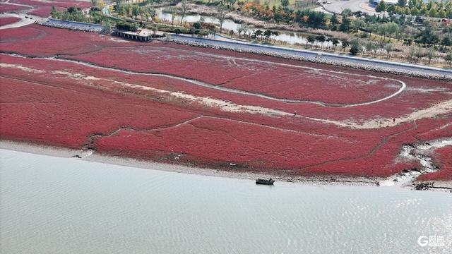 胶州湾红海滩：一片红海，万种生机