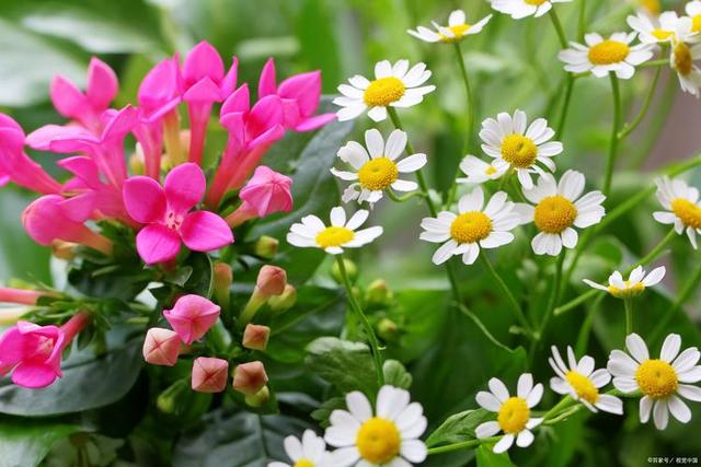 情感爆文：你的身影离我很远很远，声音却想在耳畔！