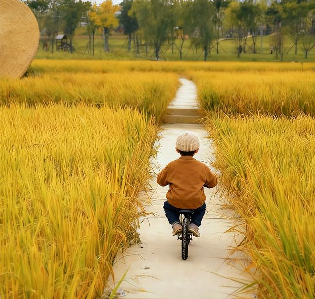 “稻”梦空间走红！@长沙家长：11月带娃去稻田撒欢