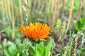 离婚了，又回头找前妻复婚的男人，只有一种心理图片