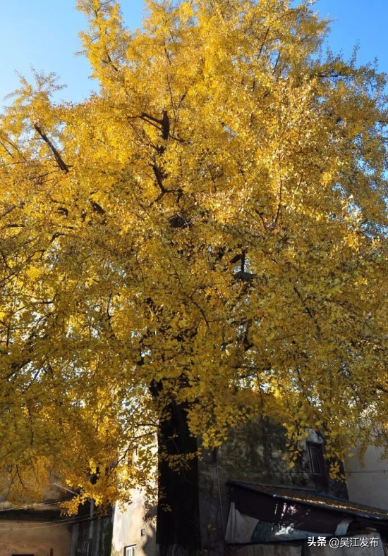 周末去打卡丨“杏”会！颜值高峰来了！