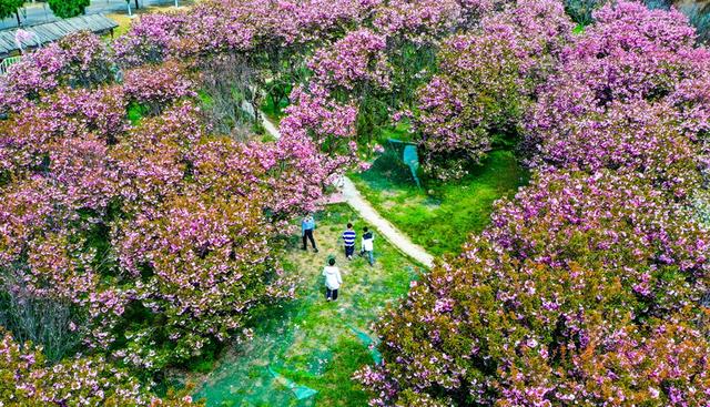 夏县：樱花盛开迎游人