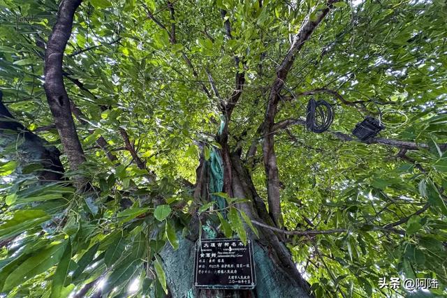 大理有棵黄葛树已经600多岁，曾被砍去一半，如今却枝繁叶茂‌
