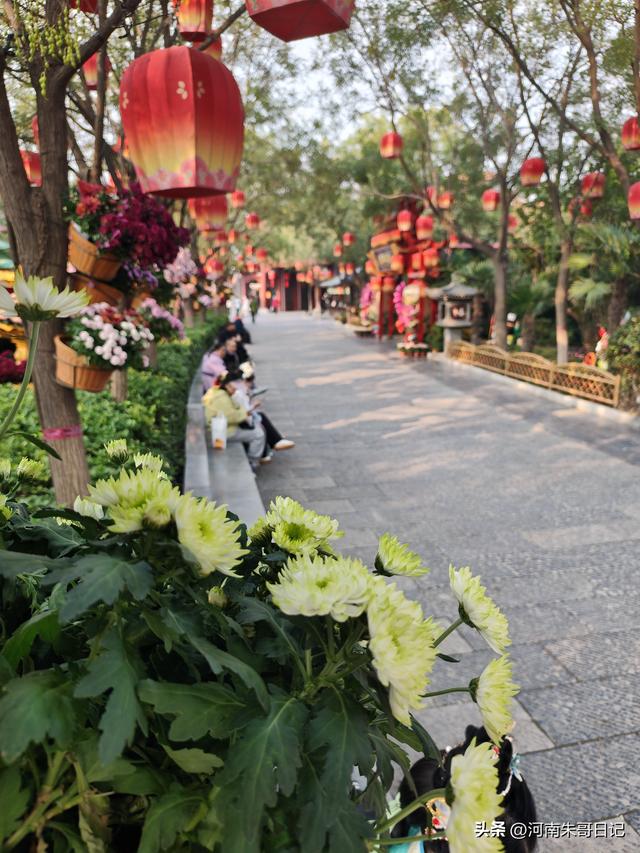 讲述我的写作故事43，《2025年开封赏菊记》。