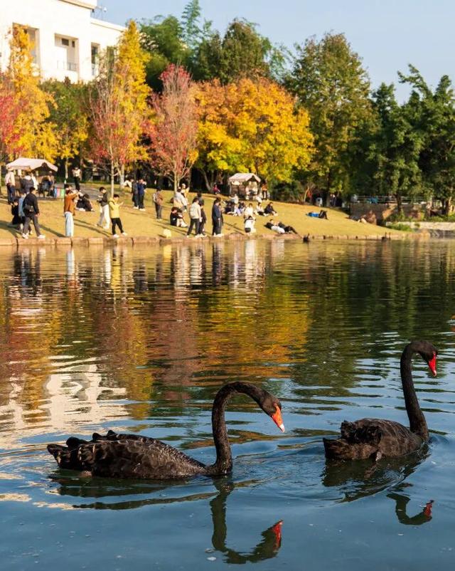 走！坐地铁，赏银杏！