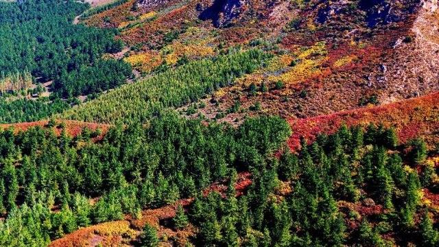 走进赤峰马鞍山林场 邂逅绚烂山林秋色