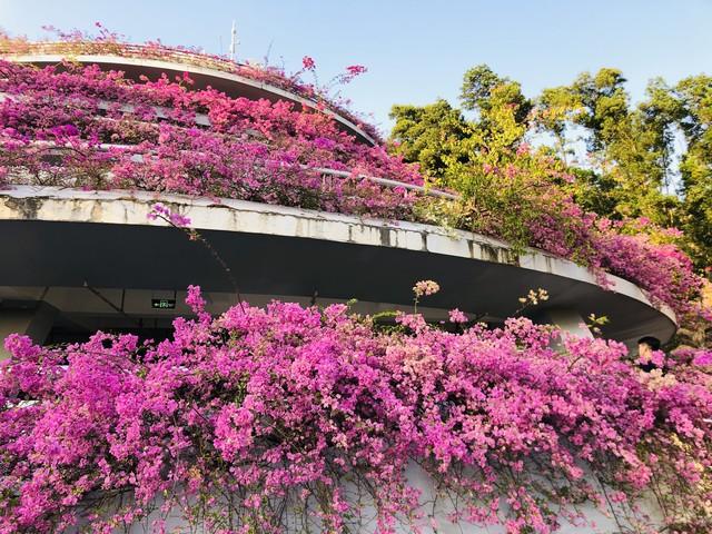 仙湖植物园大门停车场三角梅花海“瀑布”成网红打卡点，谁拍谁美