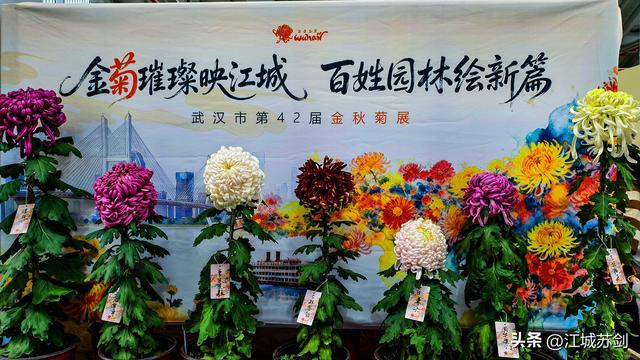 秋韵菊香、沙湖寻美—— 沙湖公园武汉第42届菊花展掠影
