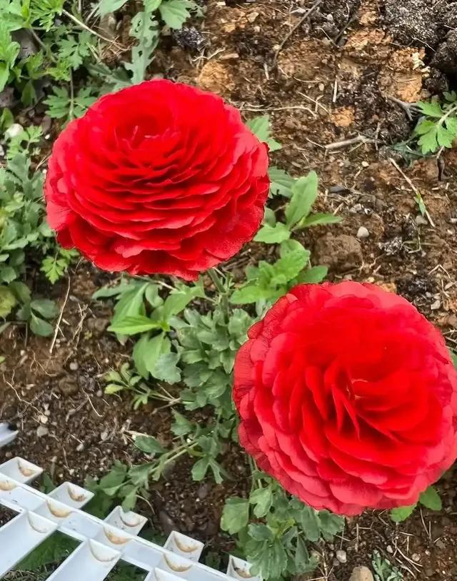 养花二十多年，吐槽好看难养、新手慎入的6大＂颜值杀手＂