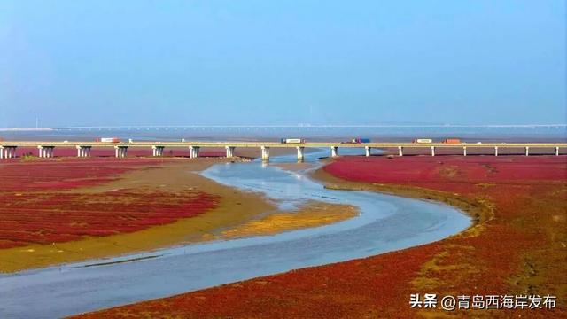 实拍大片！西海岸这片红海滩太红红红红了