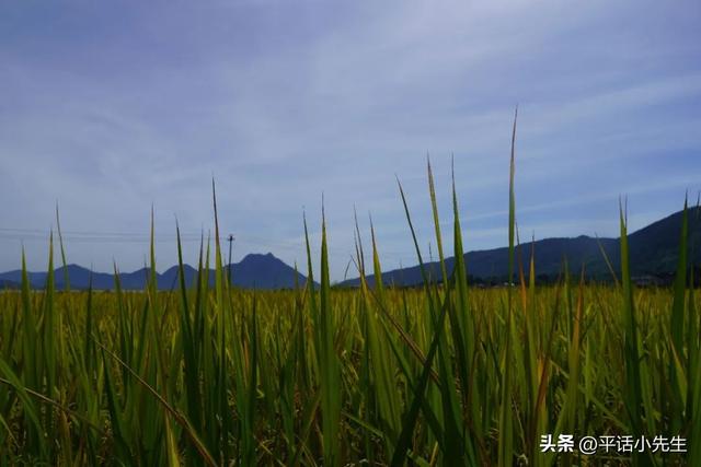 寻找福州八月最美的稻田