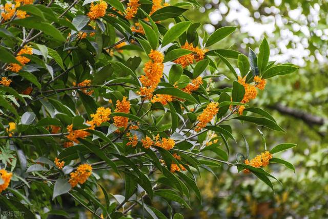 杭州满是桂花香的茶园徒步线：满陇桂雨寻秋日，茶田漫步叙时光