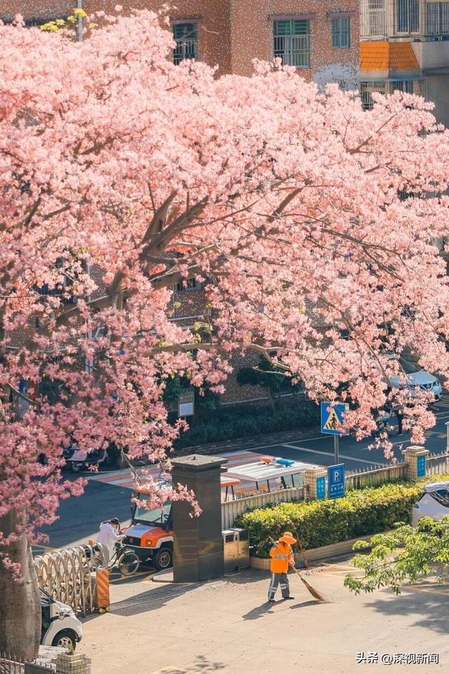 深圳限定浪漫！周末快来赴一场粉色花海盛宴