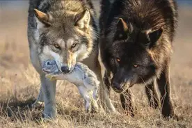 其实狼比狮虎更聪明？只有狼王能交配，其它狼的发情期怎么解决？图片