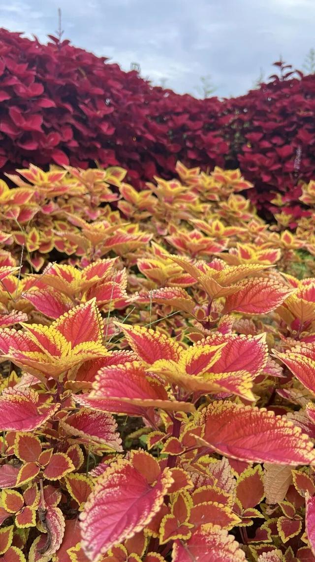 国庆旅游推荐 | 西安植物园邀您共赴秋季花宴
