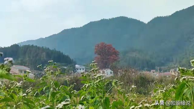 农村这4类家庭，为啥没人敢欺负？