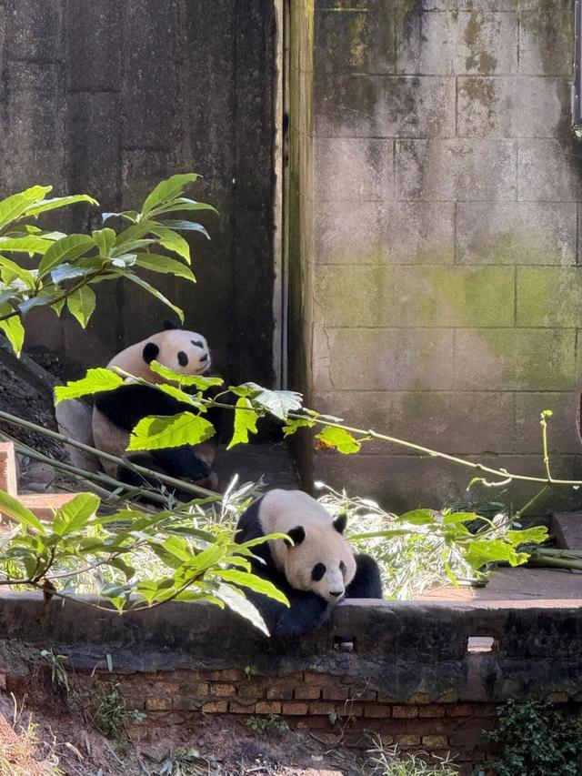 @全国中小学生：这个秋假，免门票畅玩碧峰峡！来与动物交朋友，打卡领熊猫奖牌啦！