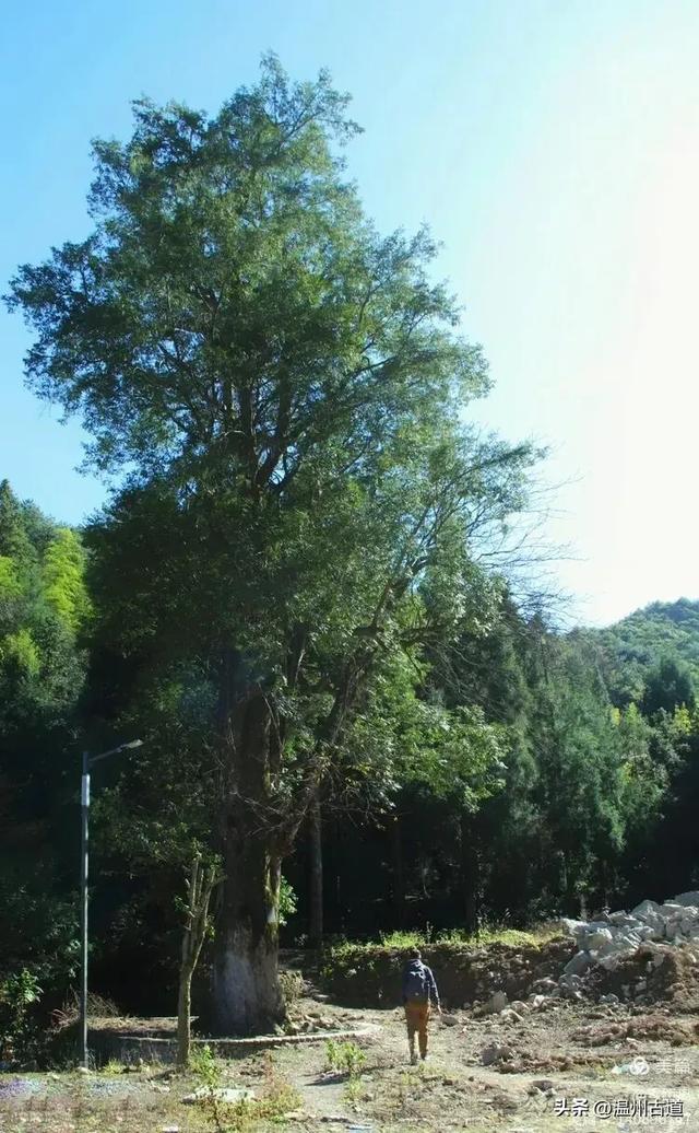 醉美林坑晒秋!这条连接两个避世古村落的省一级古道,周末可走起