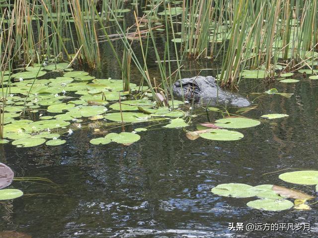 大沼泽地美国国家公园（迈阿密游记三）