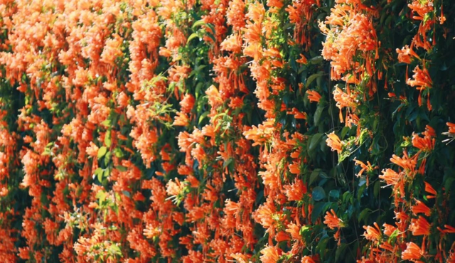 美疯了！高铁直达“四川小三亚”，花海开爆！草莓按盆吃，烧烤香迷糊！