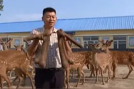 长春市双阳区鹿乡村︰鹿茸喜获丰收图片