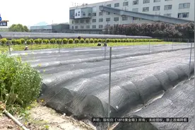 他说供不应求，可这批六七十万的“南天竹”却……图片