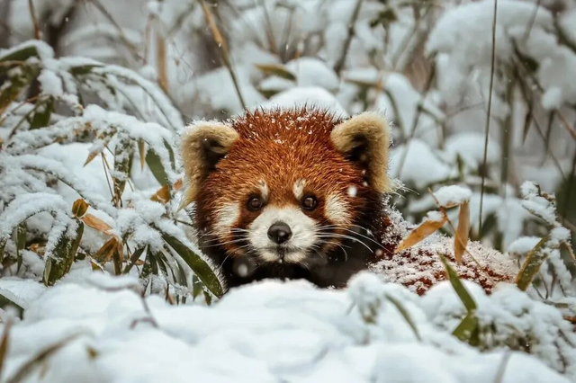 【雪景预告】看雪不必出远门！雅安的冬天超超超美！