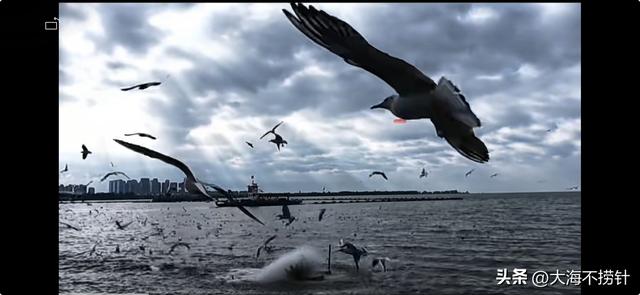 云南行·记·昆明篇D5昆明游最后一站，打卡滇池，与红嘴鸥悠然相遇