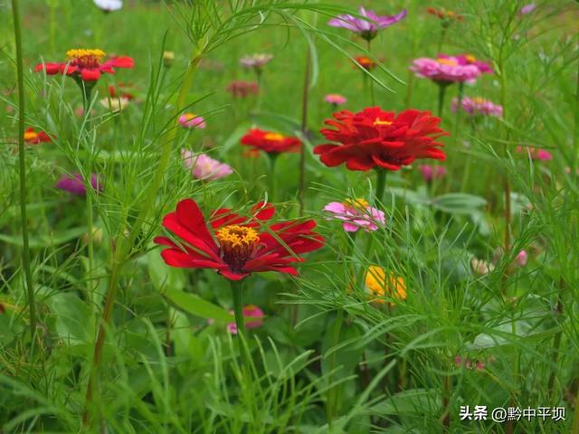 平坝区林下村：花海果香醉游人