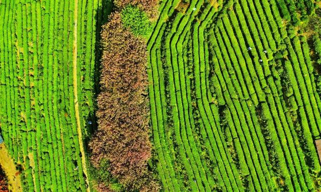 万源：赴春日之约，赏茶绿樱红