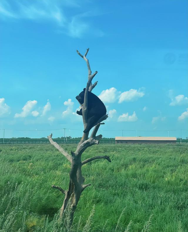 有多少年轻人自驾到伊春后被鹿揍过