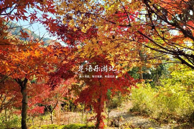 浙江宁波发现一条新的红枫古道，沿途风景犹如油画，拍照太出片