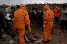 还剩3天！捕猎野猪数量仅完成38%，宁夏西吉狩猎队吐槽“太难”，入不敷出图片