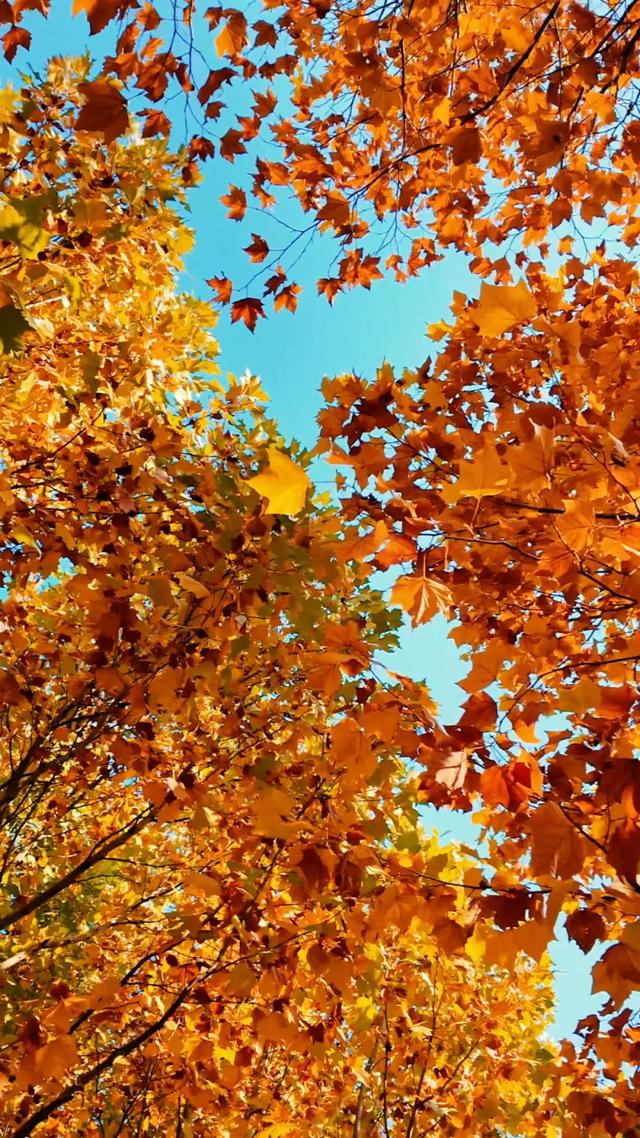 18公里步道免费开放！西五环边的这个公园迎来最佳观赏期——