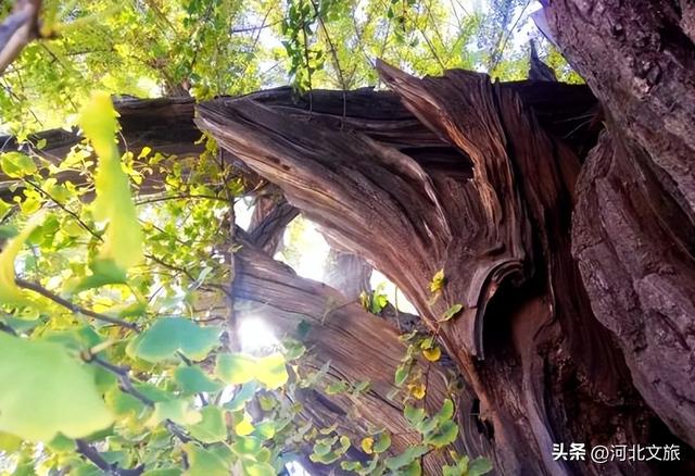 收藏！秦皇岛“银杏观赏地图”出炉，这八处胜地解锁璀璨深秋~