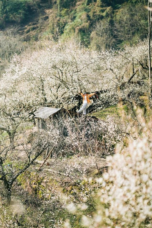 满屏梅花🤩不用怀疑！你期盼的春天提前来了！