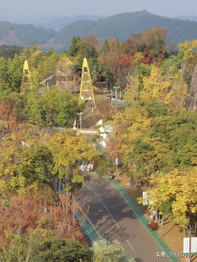成都“枫”景天花板！再不看就晚了！