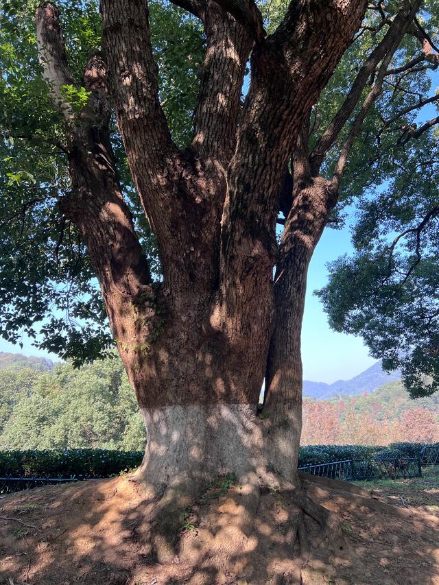 上天竺到云栖竹径，徒步9公里，感受一路秋意。