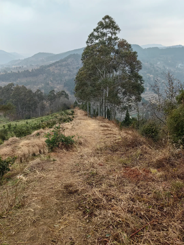 成都秋冬徒步NO.1，这是我见过最美的山脊线，1h可达亲子友好！