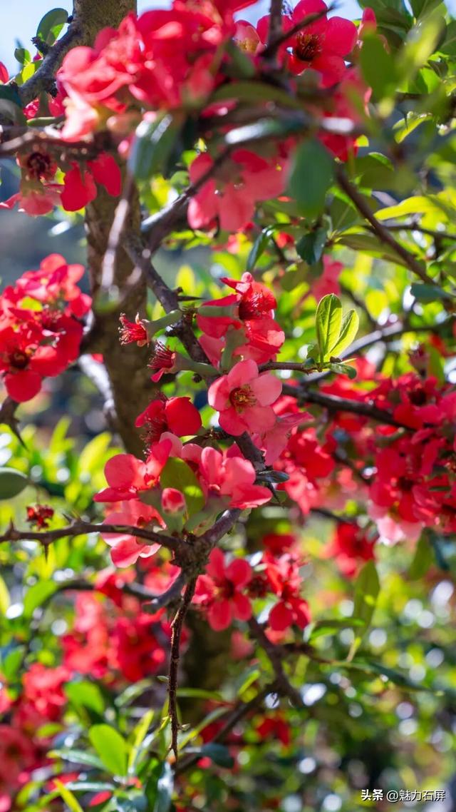 花季打卡石屏横山村 ：藏在山间的那一抹红