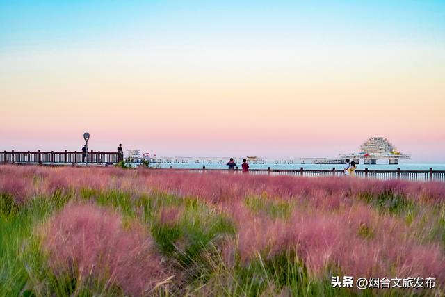 【乐游烟台】邂逅秋日浪漫，烟台粉色花海来袭！
