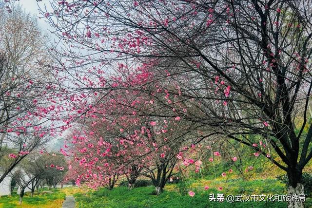 万株兰花盛放，2026赏花季，来了！