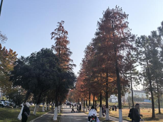 南京老山郊野一日徒步，从狮子岭兜率寺到汤泉惠济寺