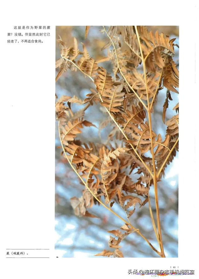 《青山草木》页选03