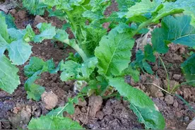 芥菜和萝卜什么时间种植？种植方法和要点有哪些？别再随便了图片
