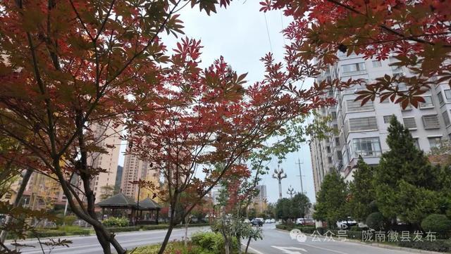 金徽大道披“彩妆” 徽县秋色正当时