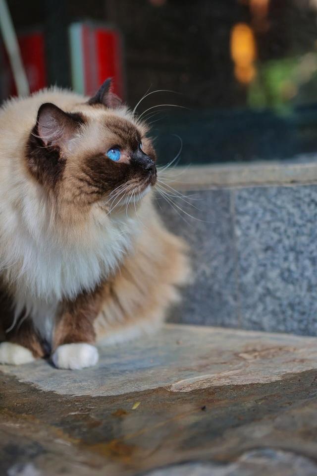 观复猫带你画·中华最有名 | 观音泉